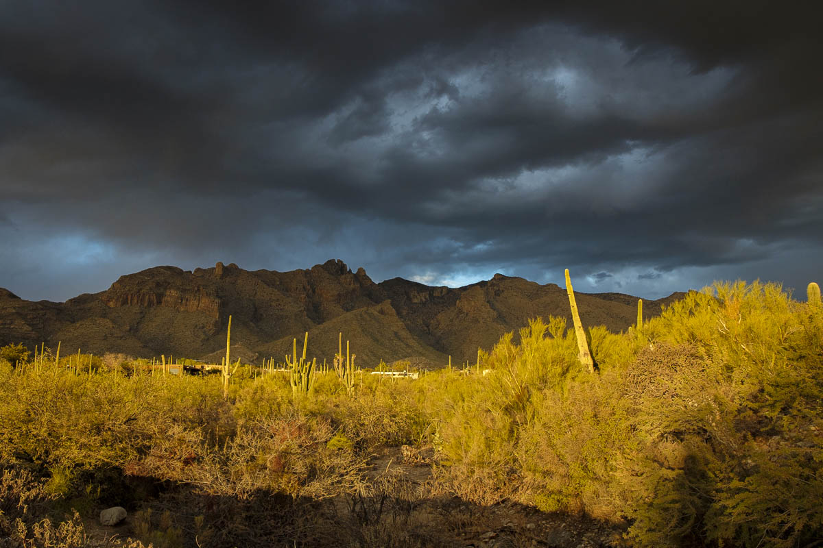 Landscape of cactus and desert flora with dark mountains and clouds in the background.